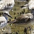 Red Knots Winter (left) and possible 1st Winter (right)<br />Canon EOS 7D EF300 F2.8L III + EF1.4xII